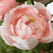 just ikea FEJKA Artificial Potted Plant- In Outdoor -Ranunculus Pink 12 cm ikea in pakistan